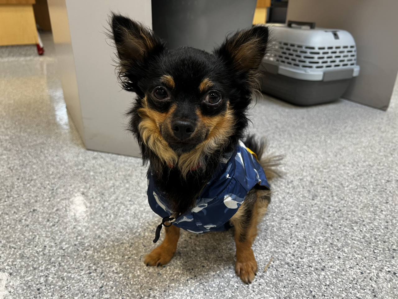 A small dog sitting near a pet carrier.