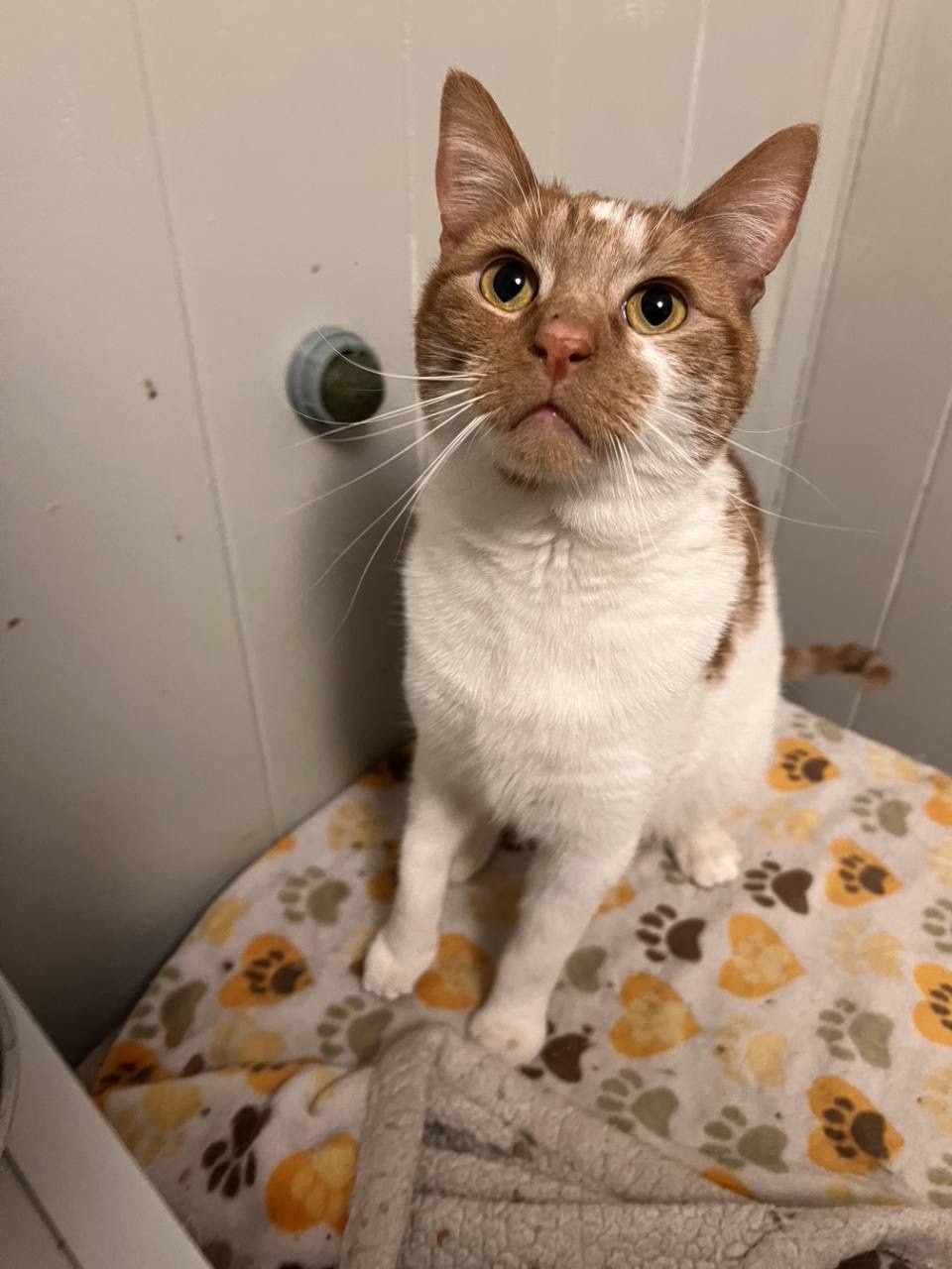 An orange and white cat sitting on a pet blanket.