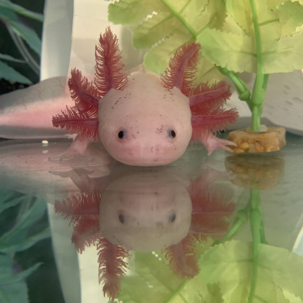 A pink axolotl reflected in an aquarium.