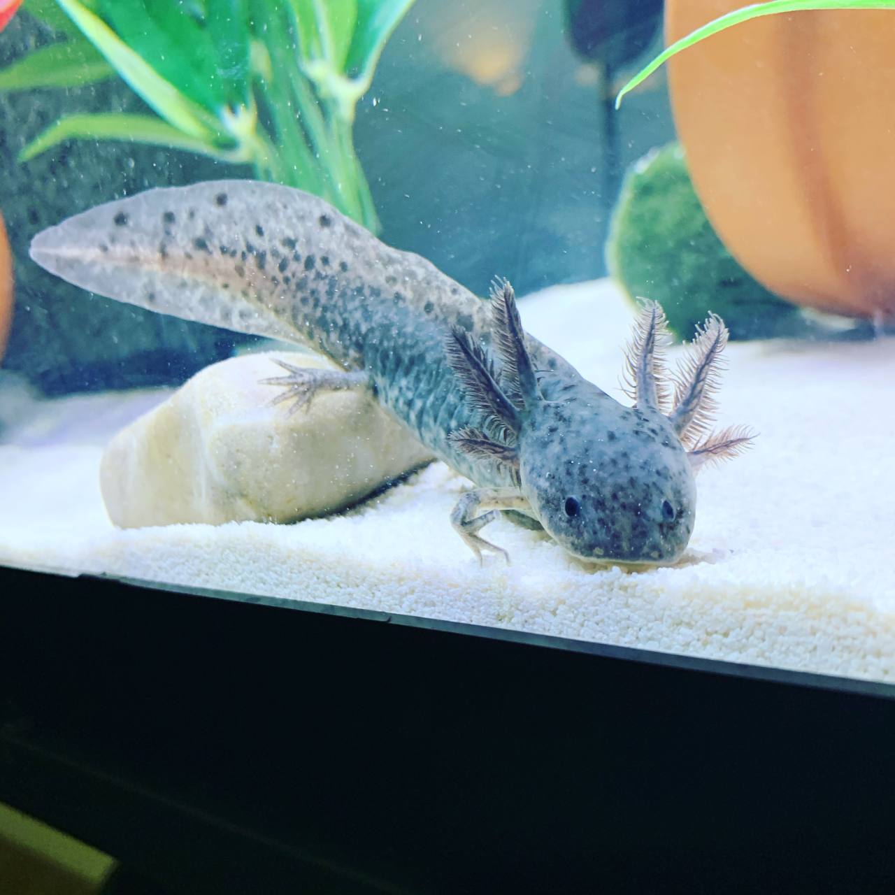 A spotted axolotl in an aquarium with plants.