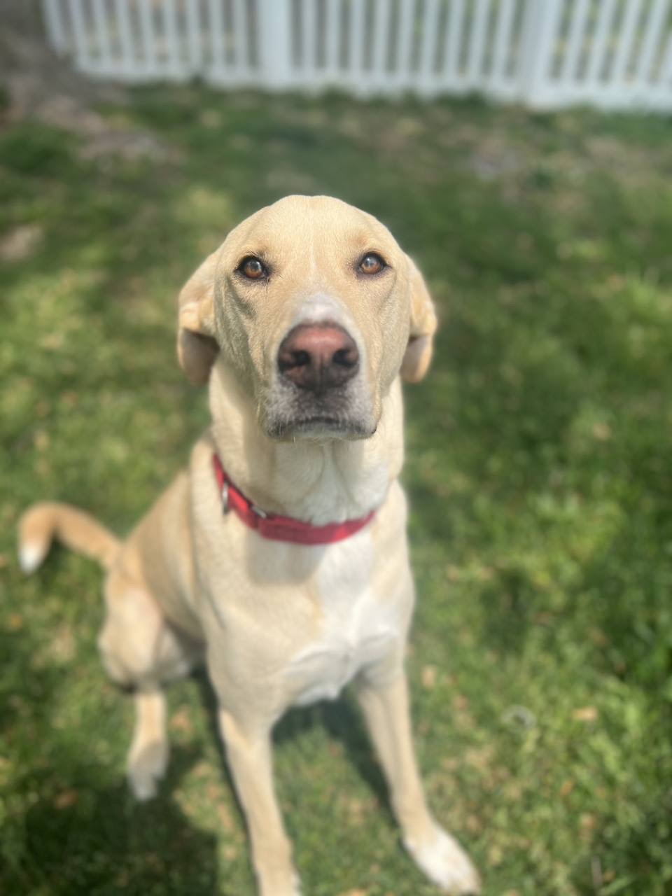 A yellow dog sitting in a yard.